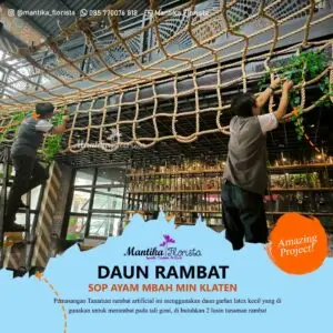 Mantika Florista - Spesialis Tanaman Artifisial - Daun Rambat Sop Ayam Mbah Min Klaten